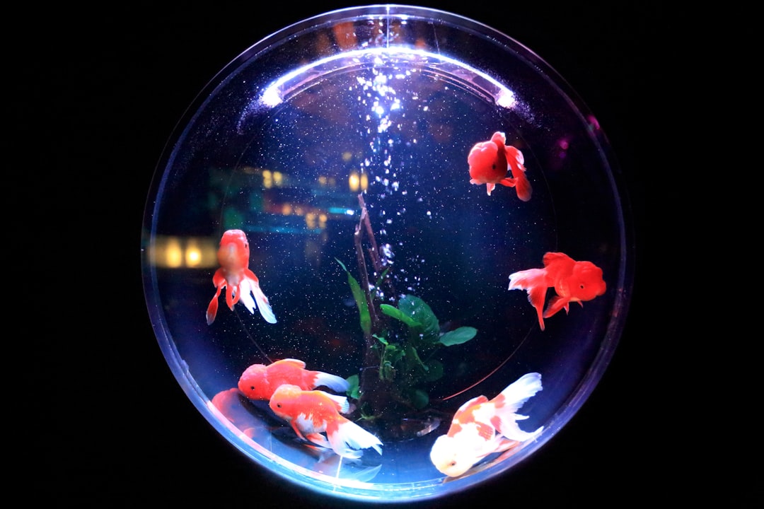 Best algae scraper for glass tanks