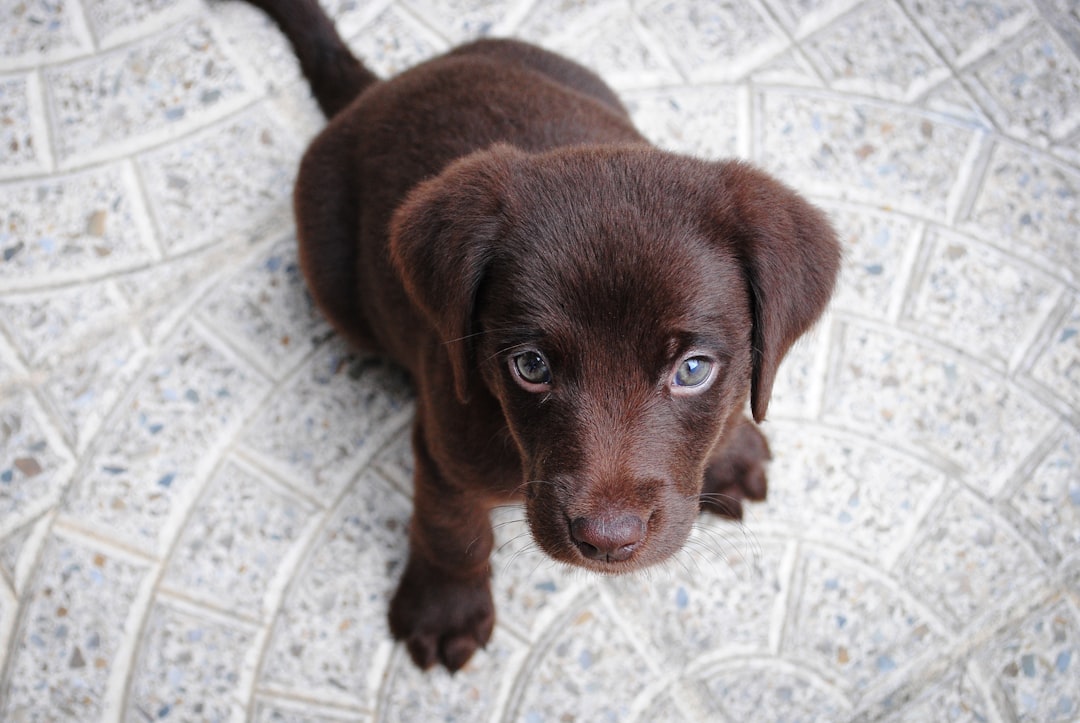 Benefits of Raw Rewards Treats for Pets