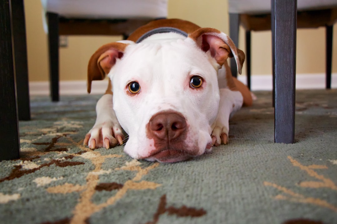 Top Durable Chew Toys for Aggressive Chewers: Safe Choices for Your Pet