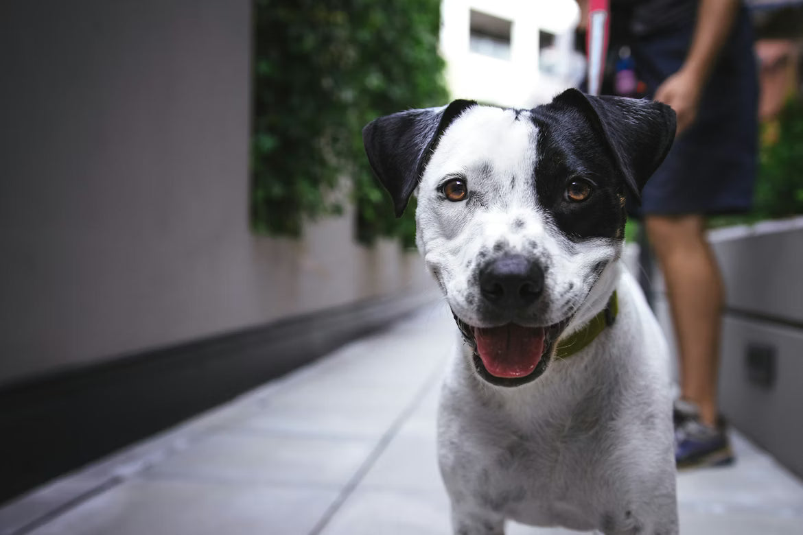 How to Use a Rechargeable Bark Collar for Dogs Safely