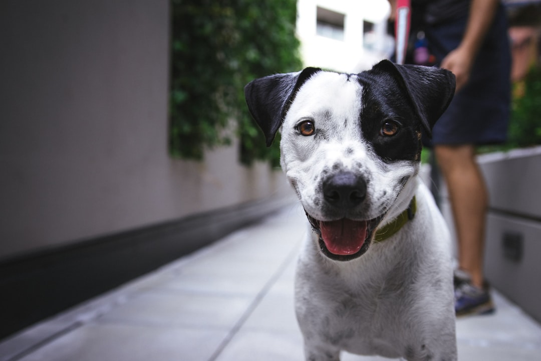Low-Calorie Puppy Training Treats: Healthy Choices for Happy Pups