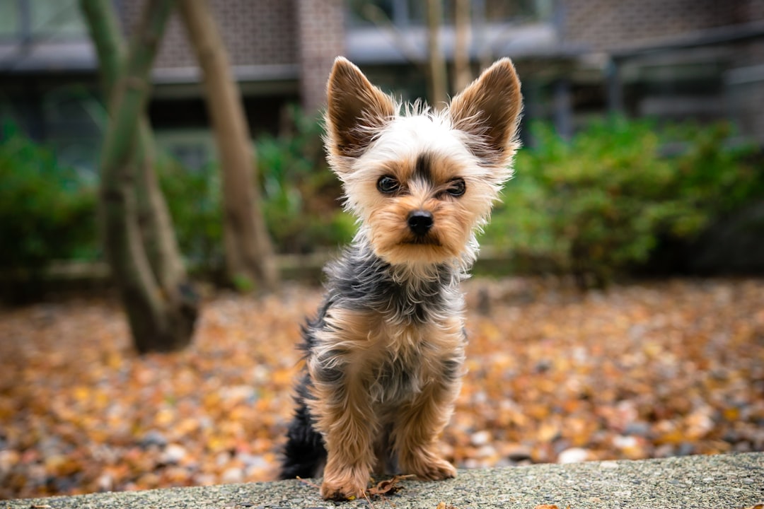 Capstar Flea Tablets for Small Dogs: Your Fast-Acting Solution to Flea Infestations