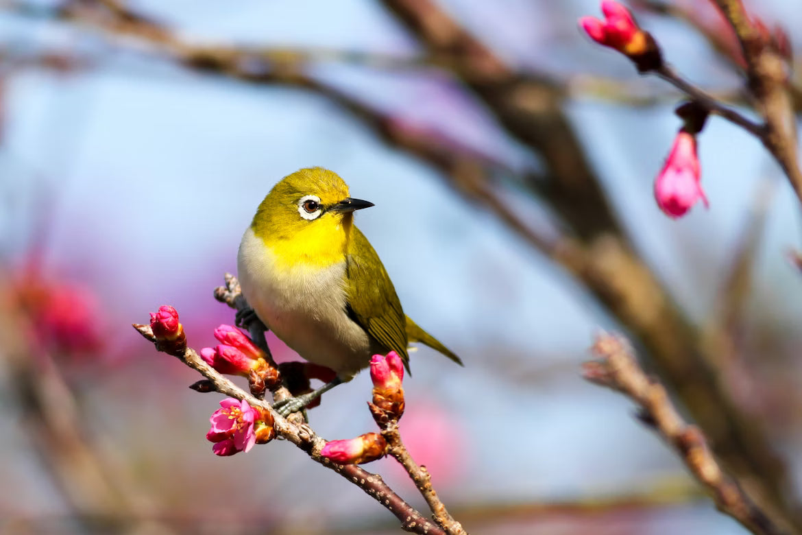 Benefits of Pelleted Bird Food