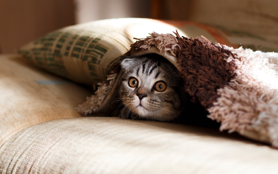 Premium Cat Man Doo Treats for Optimal Feline Health