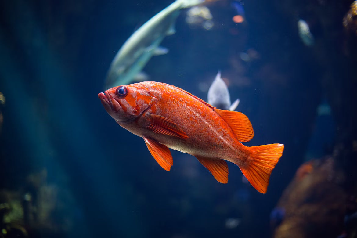 Essential Goldfish Food: Flake Options for Healthy Pets