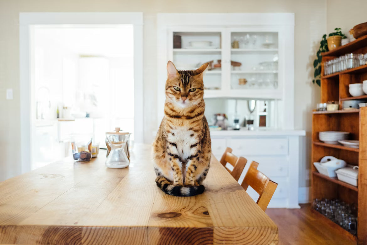10 Best Cat Food Brands for Healthy Cats