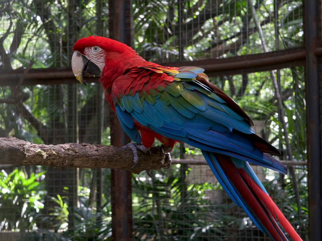 Best Large Bird Toys Reviewed: Top Picks for Your Feathered Friend