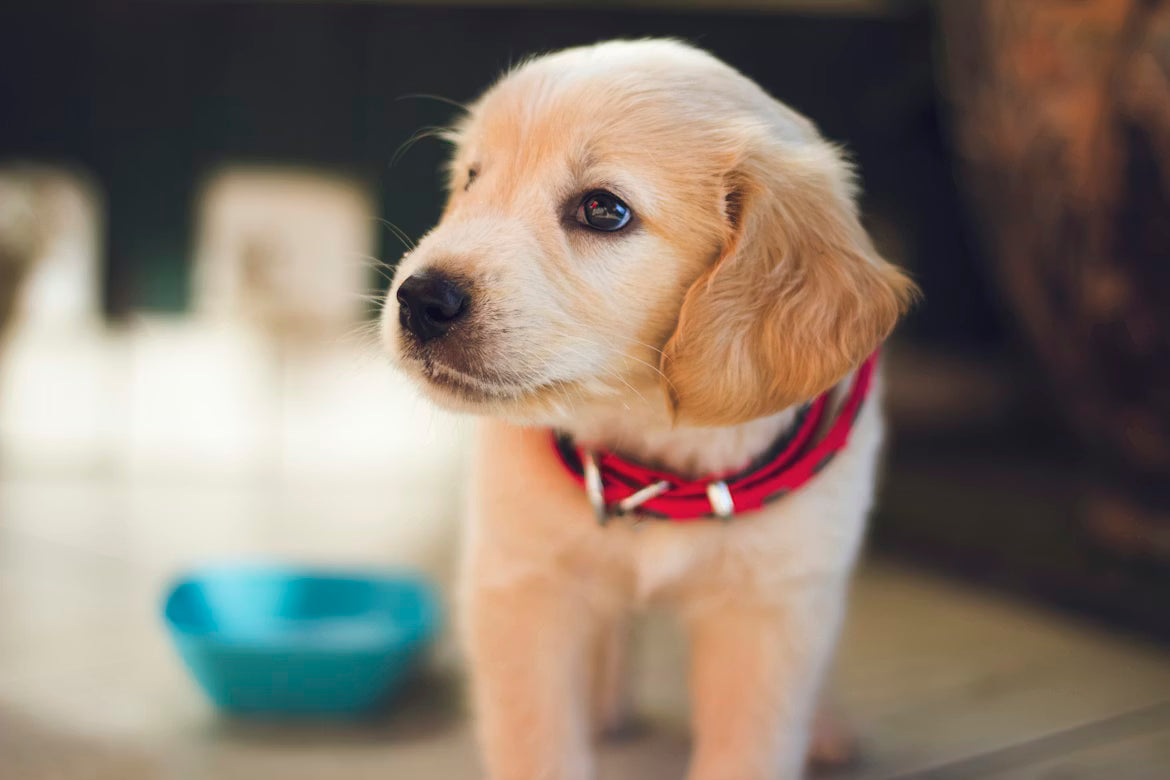 Top Wet Dog Food Options for Dogs