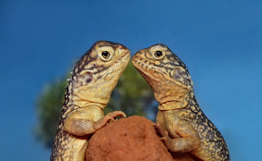 What Do Lizards Eat? A Complete Species-by-Species Feeding Guide