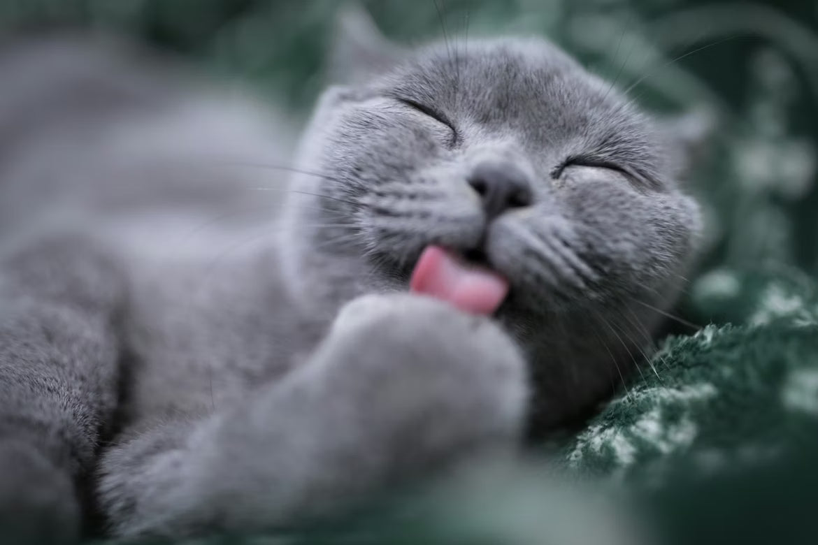 Top Dry Cat Food Choices