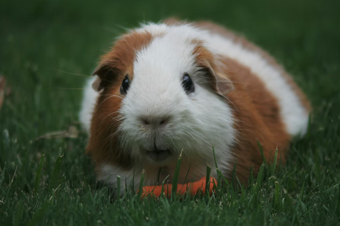 High-Fiber Guinea Pig Food Guide