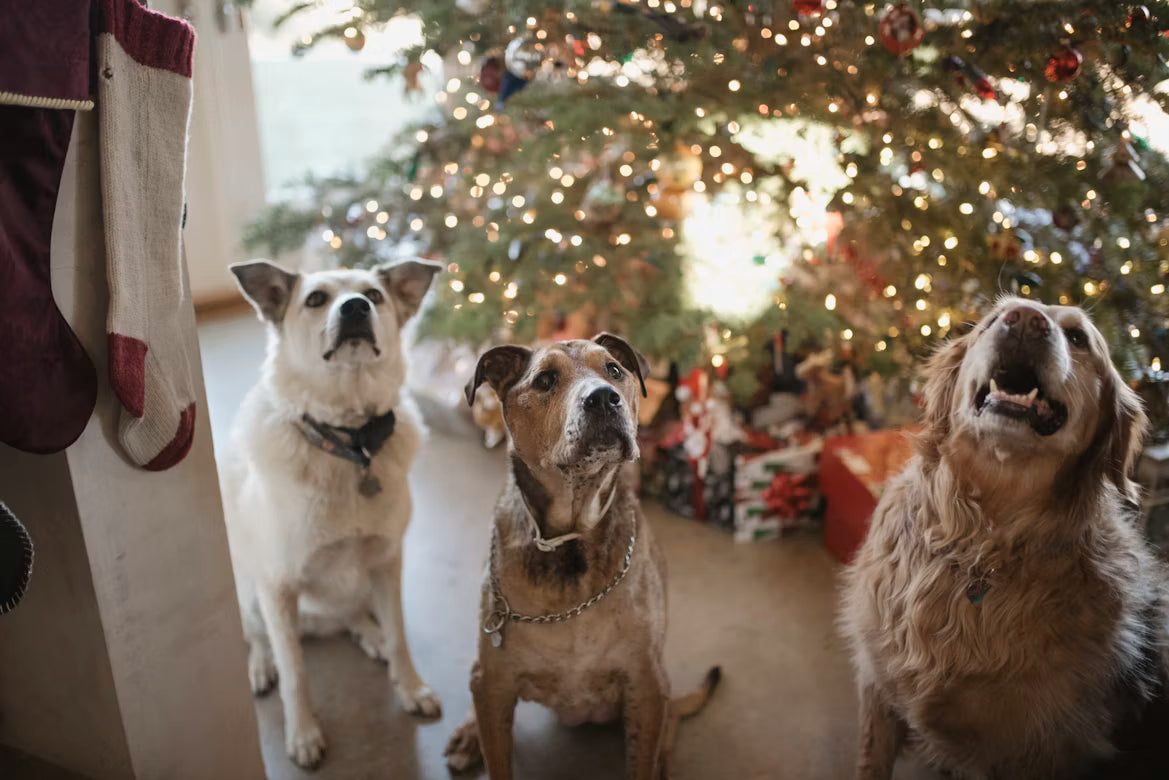 Keeping Pets Safe During Holidays