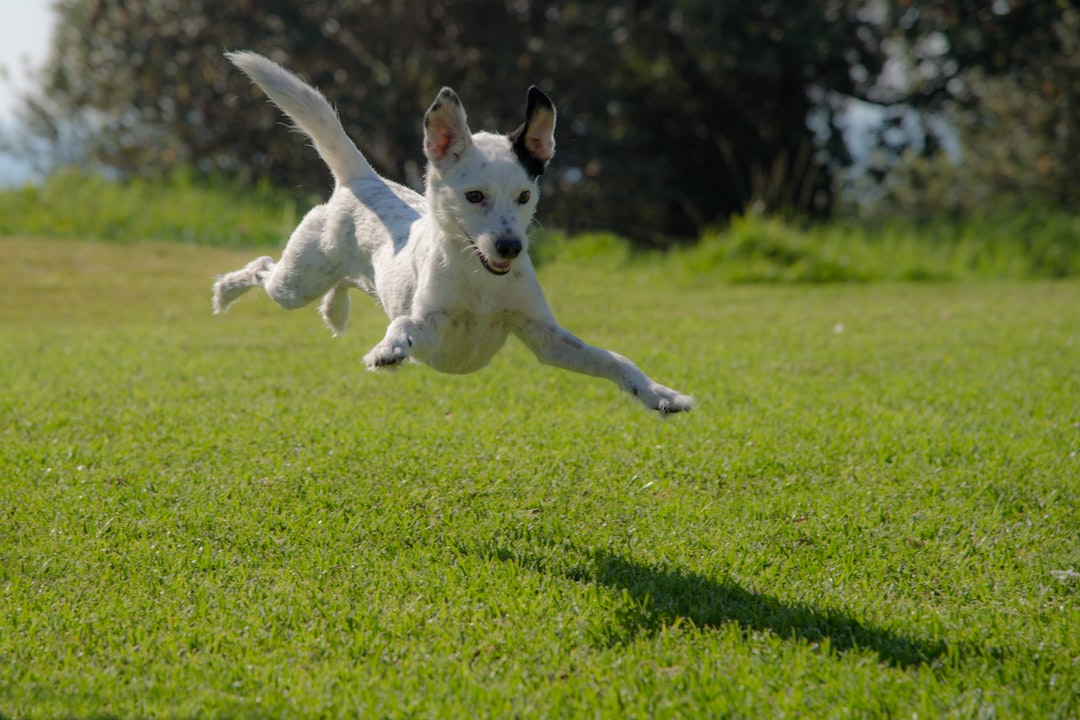Delicious Soft Dog Treats: The Perfect Choice for Senior Pups