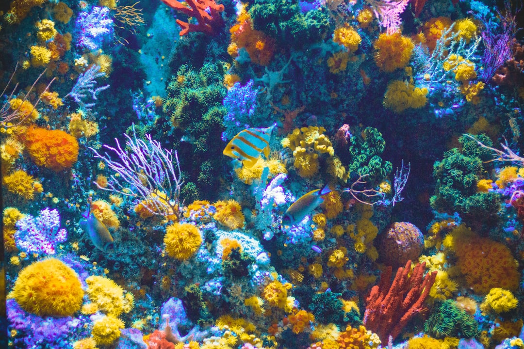 Aquarium water treatment for cloudy water