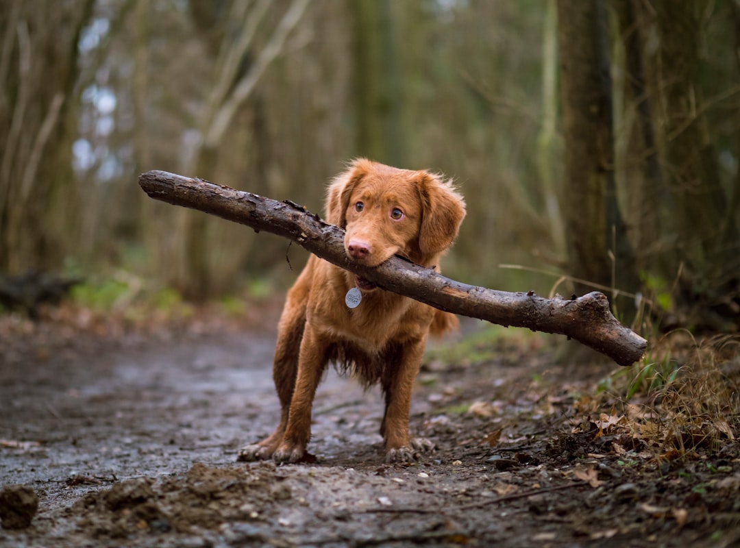 High-Protein Dog Treats: Fueling Your Active Pup's Adventures