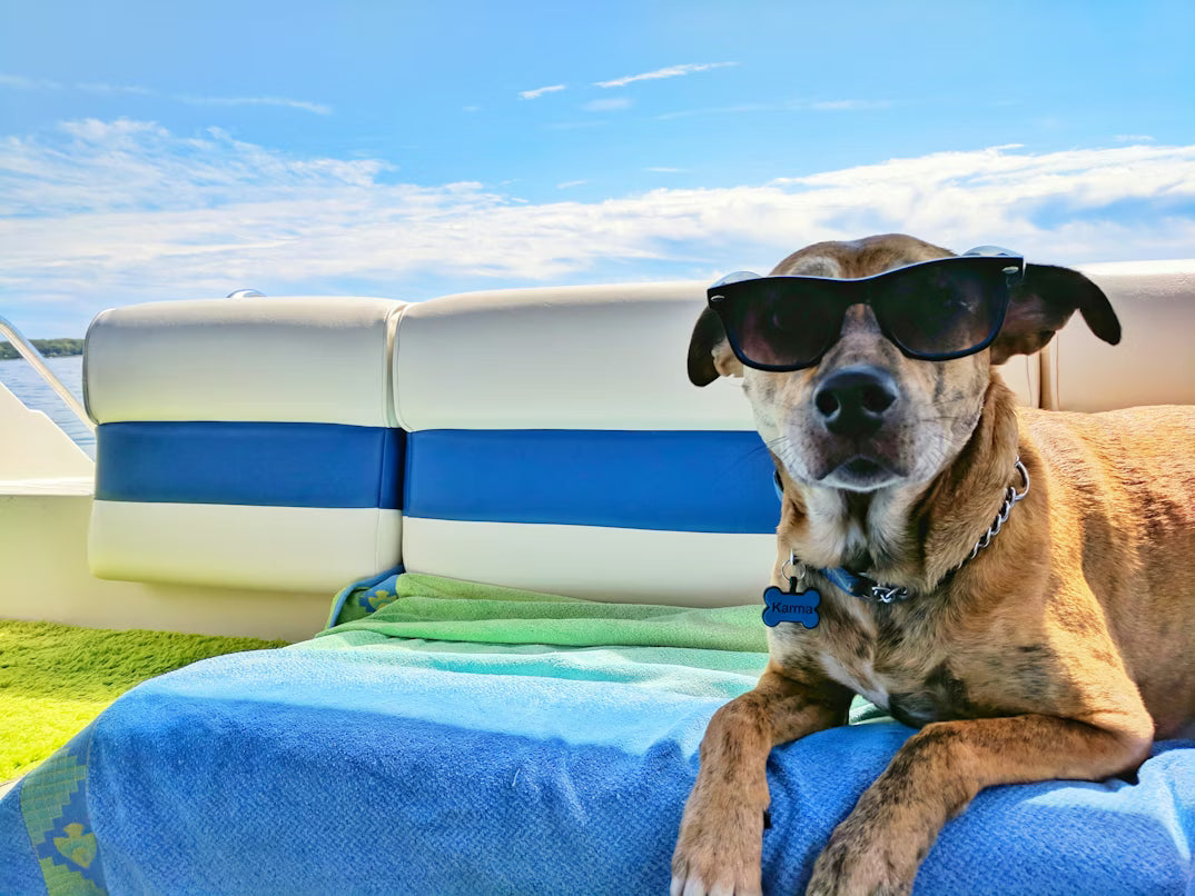 Domestic Pet Travel Rules and Documentation