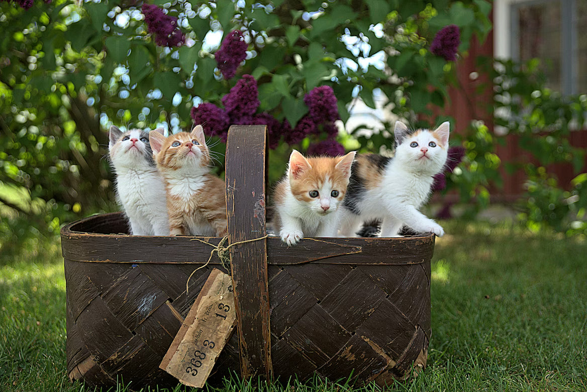 Gentle Cat Shampoo for Beautiful, Shiny Fur