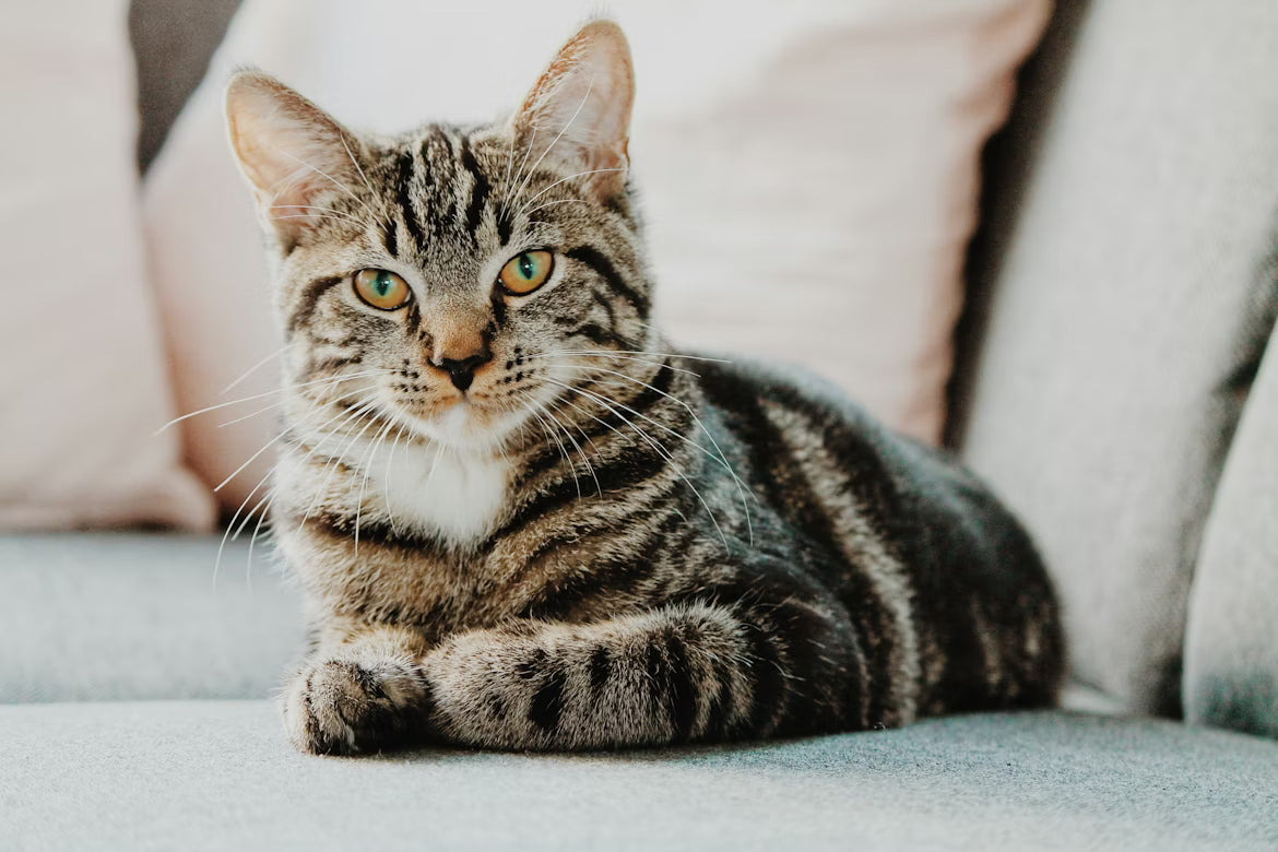 How to Feed Pets Affordably & Safely