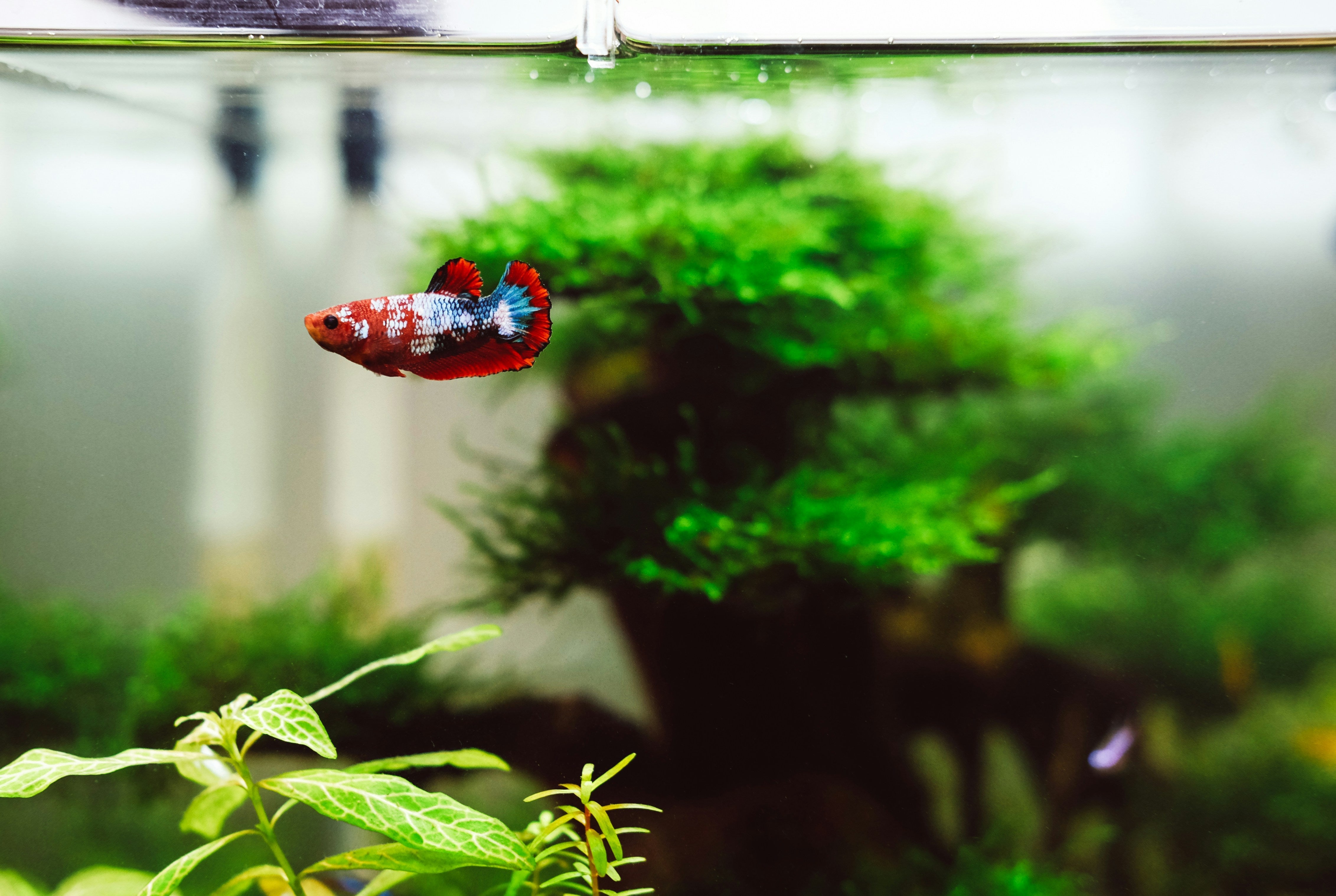 Comprehensive Guide to Sinking Pellet Food for Fish