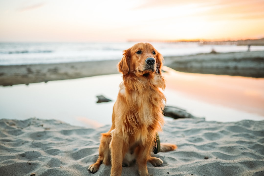 Discover the Benefits of Natural Dog Dental Chews for Your Furry Friend's Oral Health