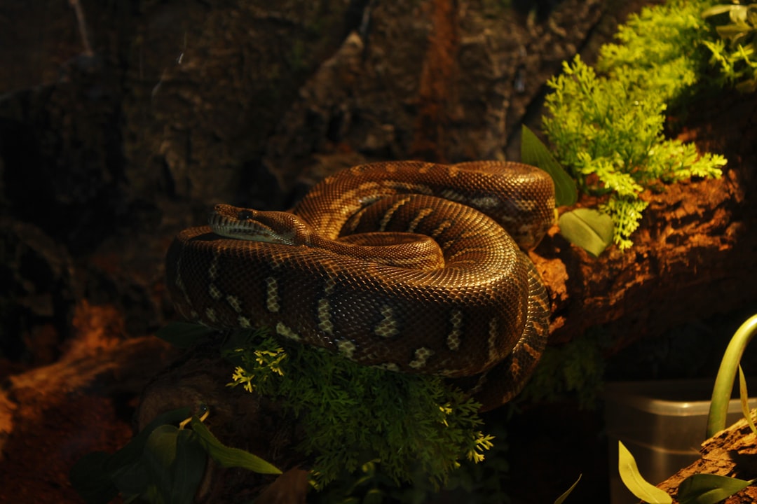 Snake Terrarium Setup: Size, Heating, Substrate, and Maintenance