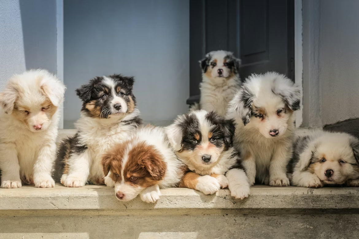 100 Unique Male Dog Names to Inspire Your Pup