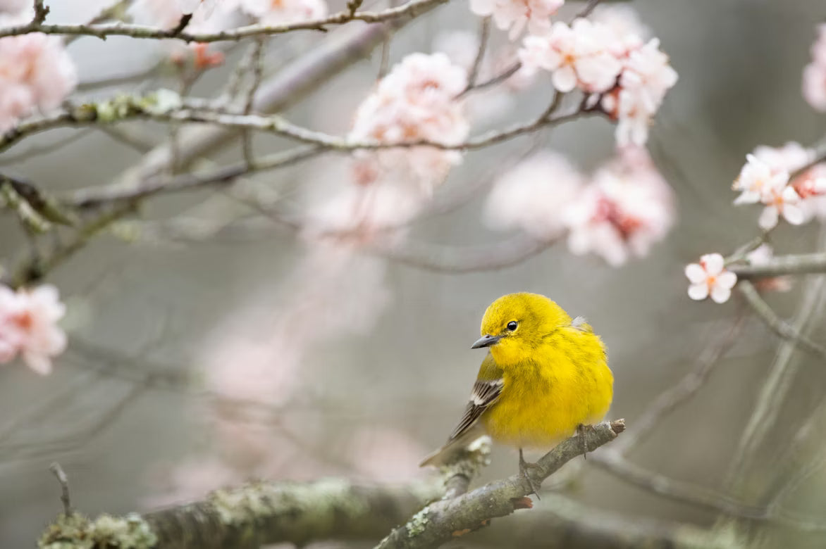 Comfortable Small Bird Cages