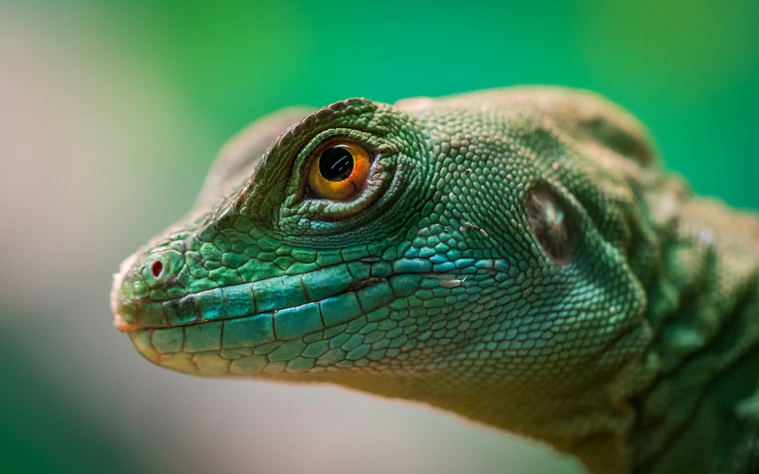 Understanding Reptile Feeding: Essential Tips for Beginners