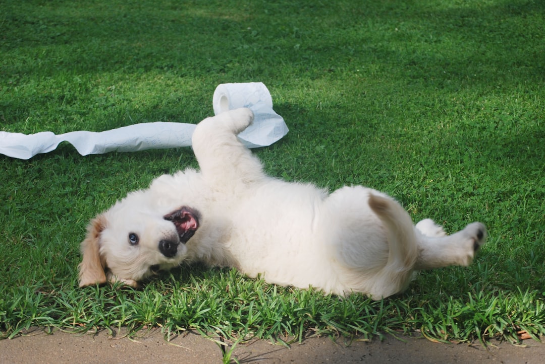 Rockster Dog Food: Superior Nutrition for Every Dog
