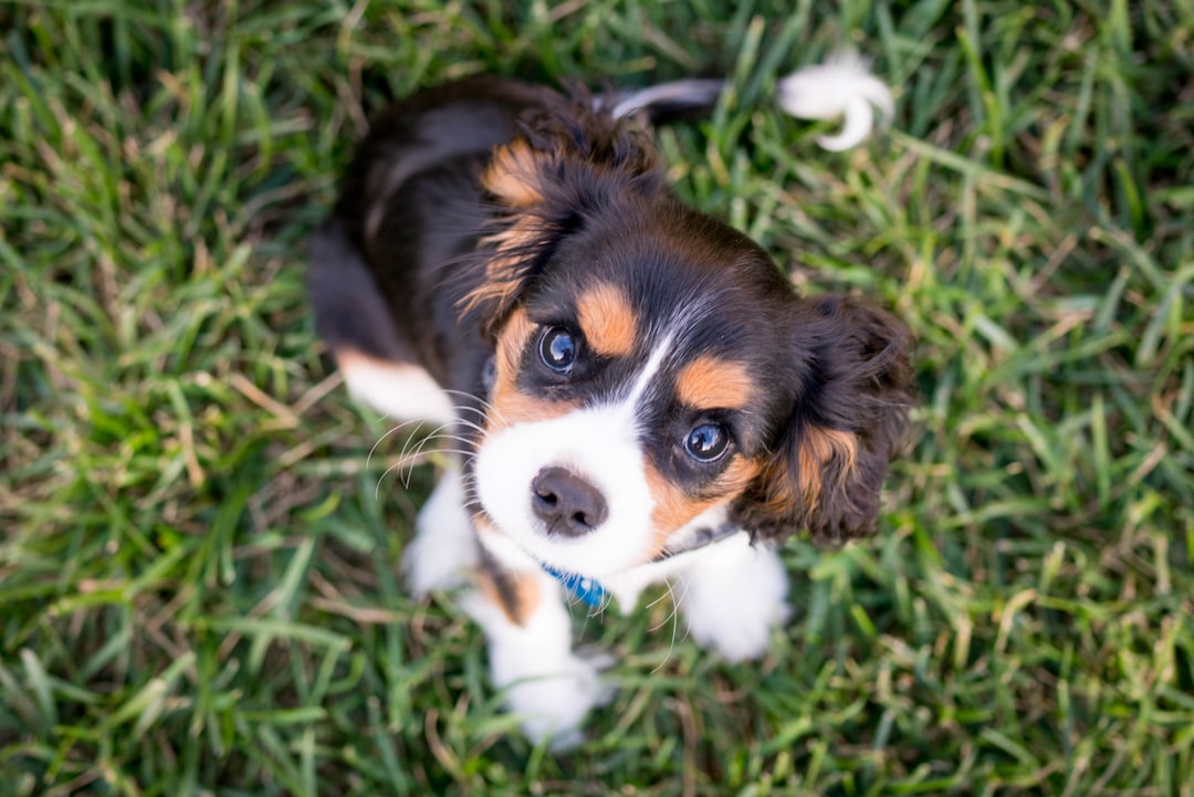 Best Dog Food for Small Breed Puppies: Top Picks & Nutritional Tips