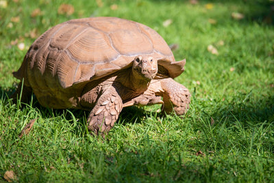 Top 5 Tortoise Breeds for Pets