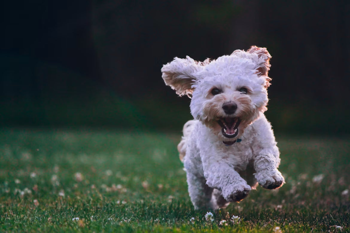 Seasonal Care Tips for Pets