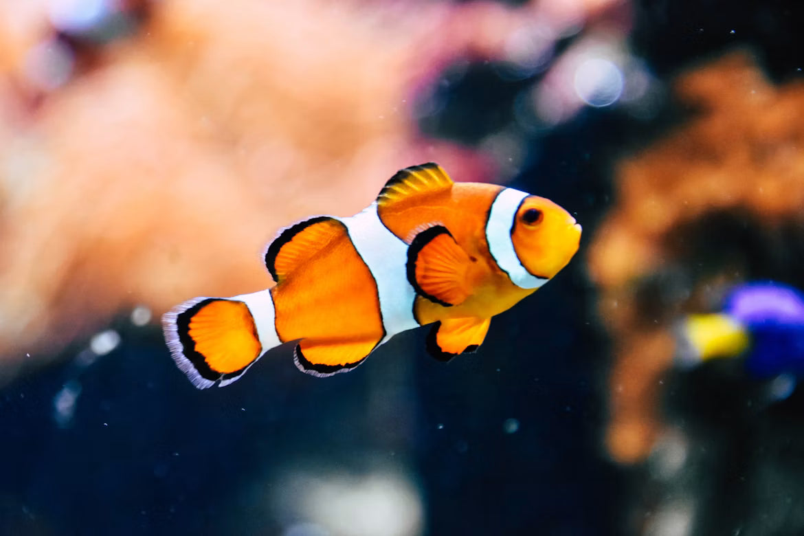 Feeding Fish: Flakes, Pellets & Live Food