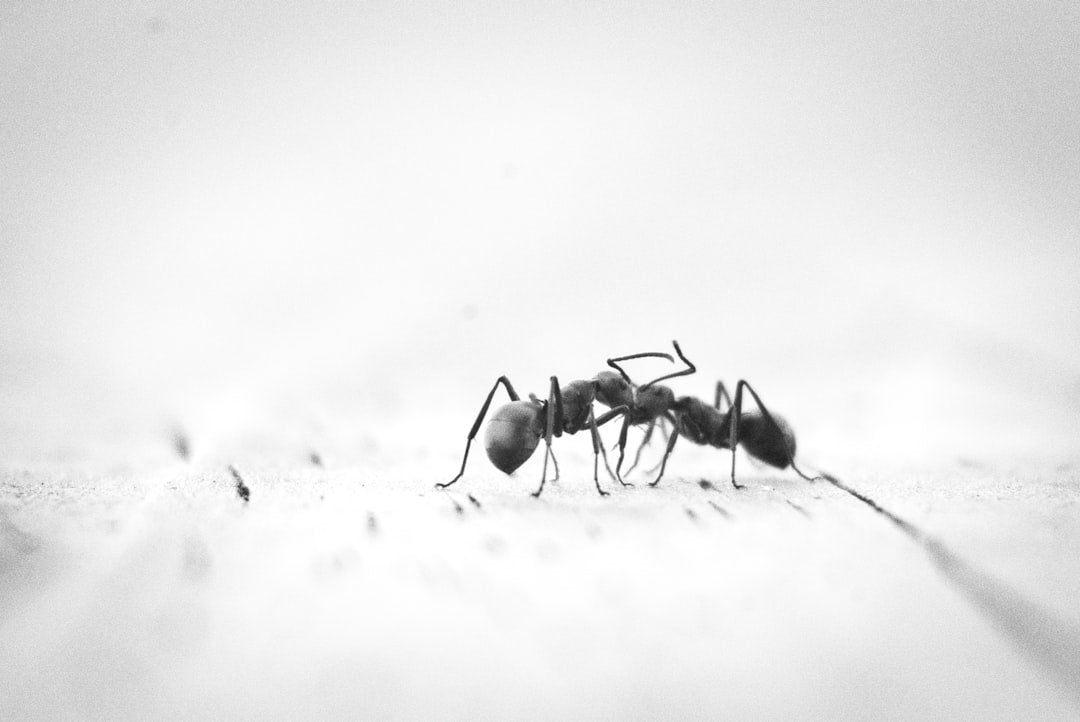 Creating a Fun Ant Farm Experience