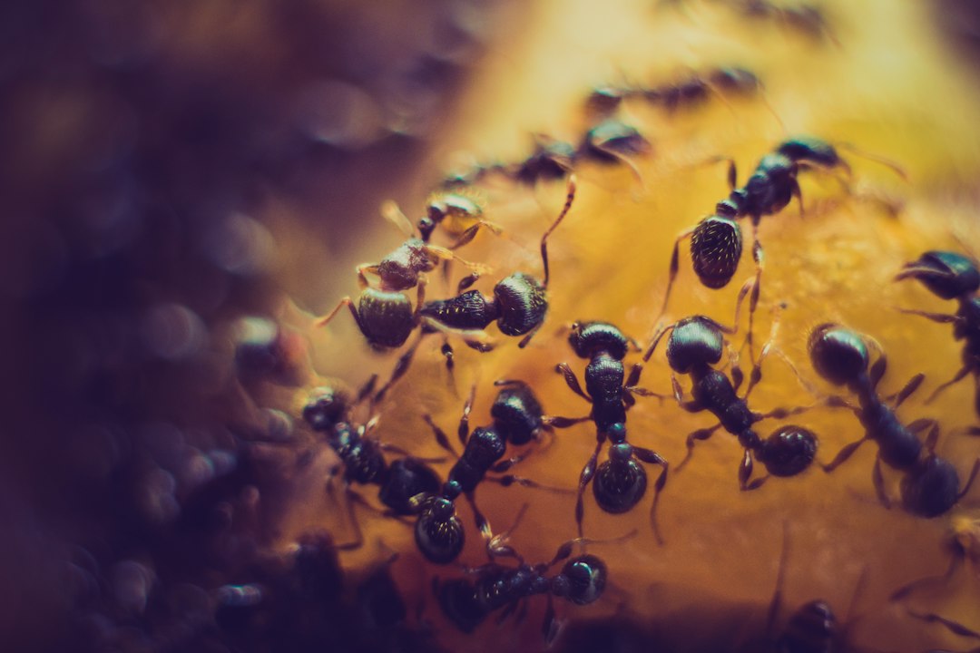 The Ultimate Guide: Choosing Your First Ant Colony - Black Garden vs. Carpenter vs. Harvester Ants
