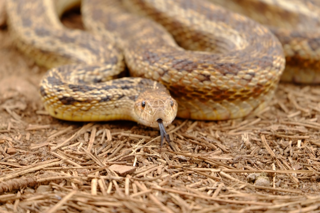 Corn Snake Care Guide: Setup, Feeding, Lighting & Health