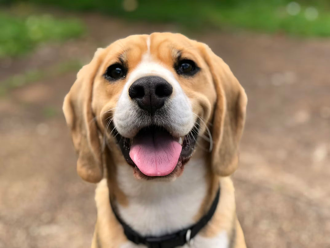 Science-Based Pet Nutrition: Choosing the Right Food