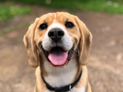 Pet Care Education Hub for Owners