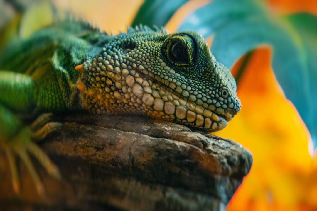 Where can I buy premium reptile supplies online