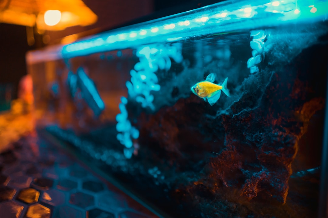 Unique Fish Tank Decorations: A Complete Guide for 2026