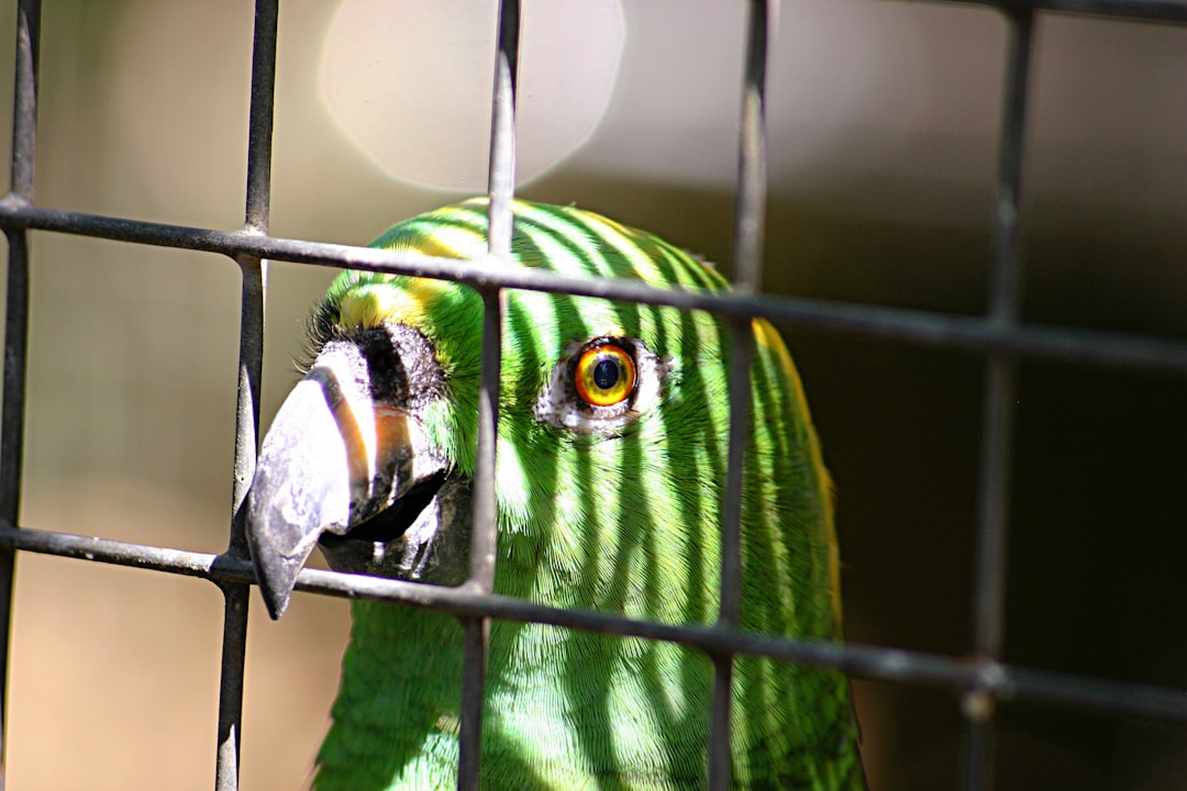 Best outdoor bird aviary for multiple birds