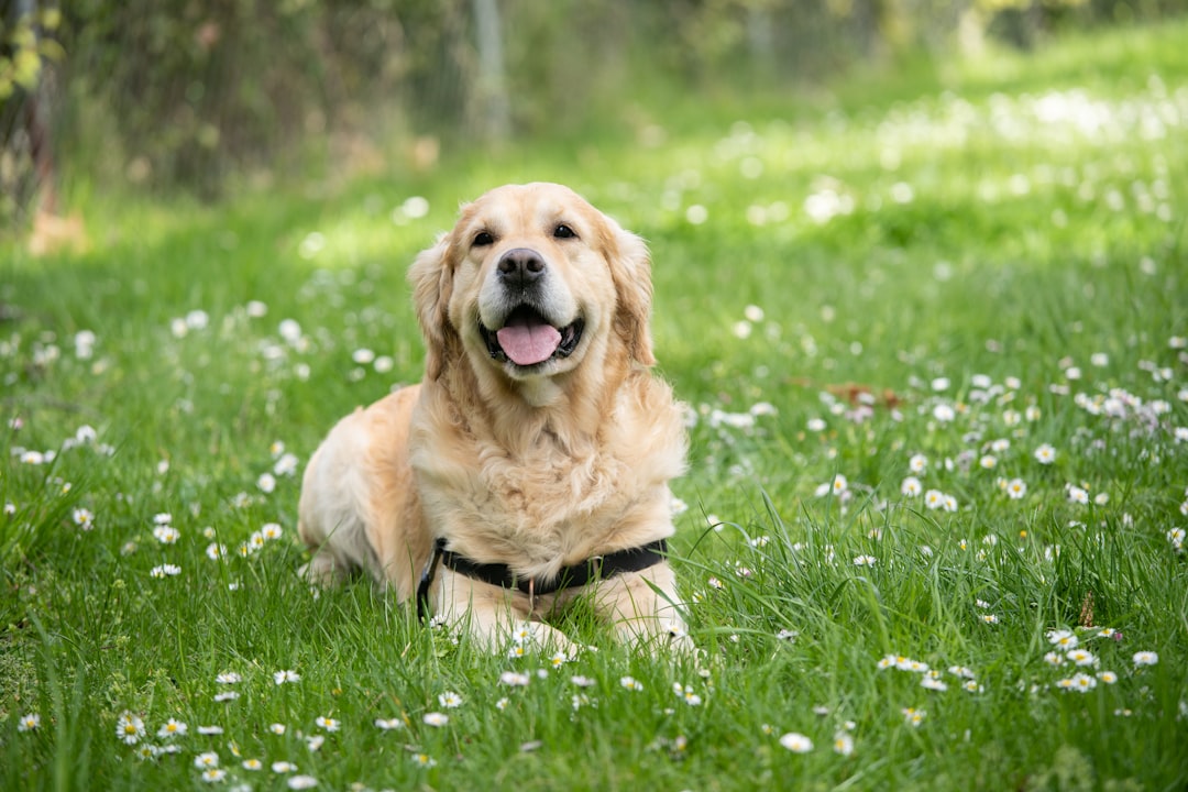 Healthy Dog Treats