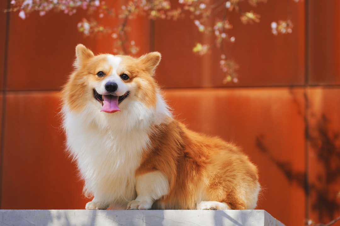 The Ultimate Guide to the Safest Dog Chew Bones for Your Furry Friend