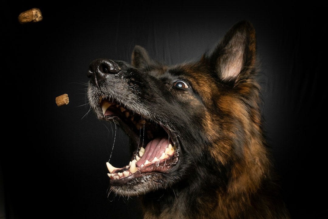 Affordable alternatives to premium dog treats