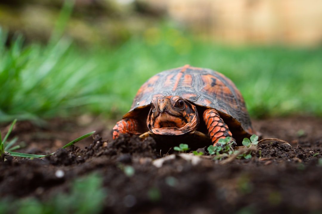 Choosing the Best 40 Gallon Reptile Tank