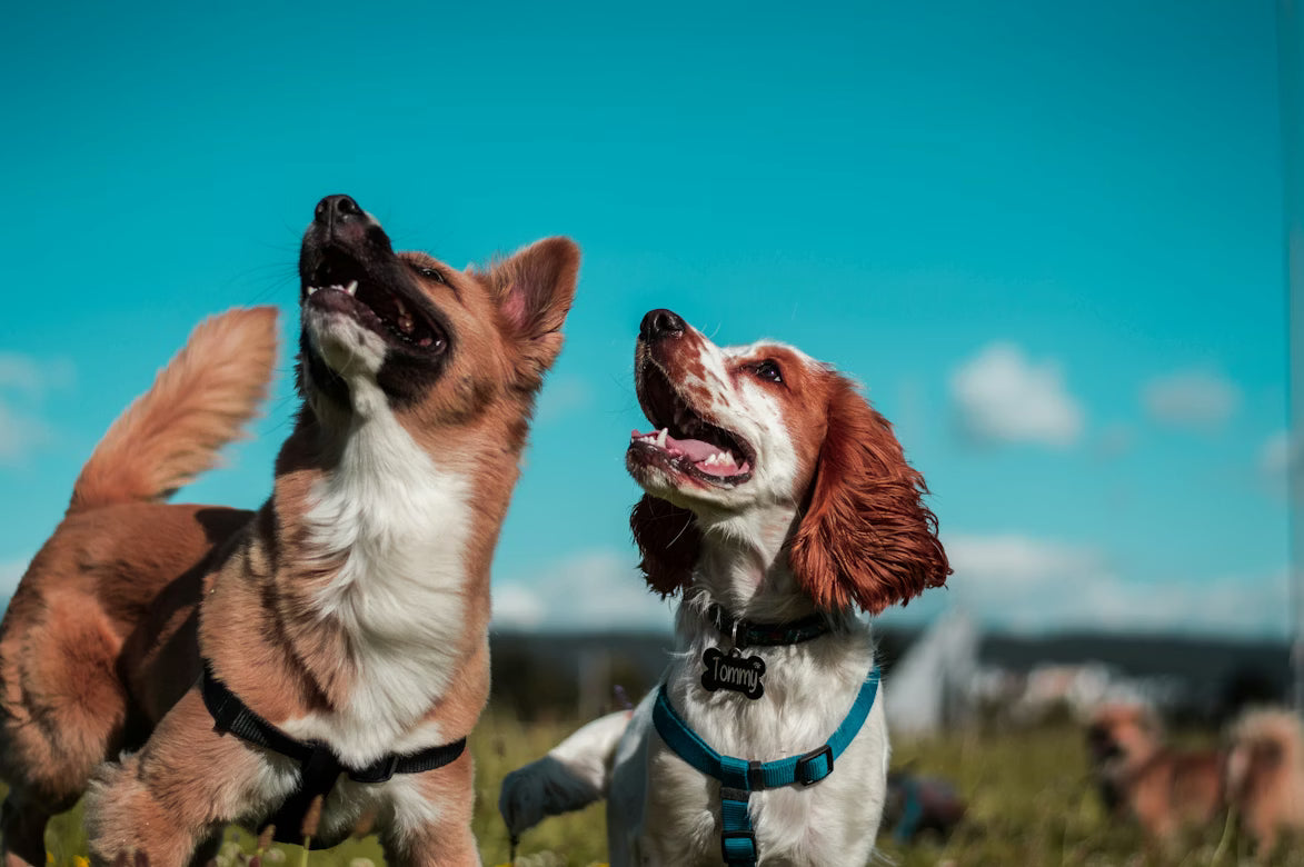 Pet Allergy Symptom Checker Tool