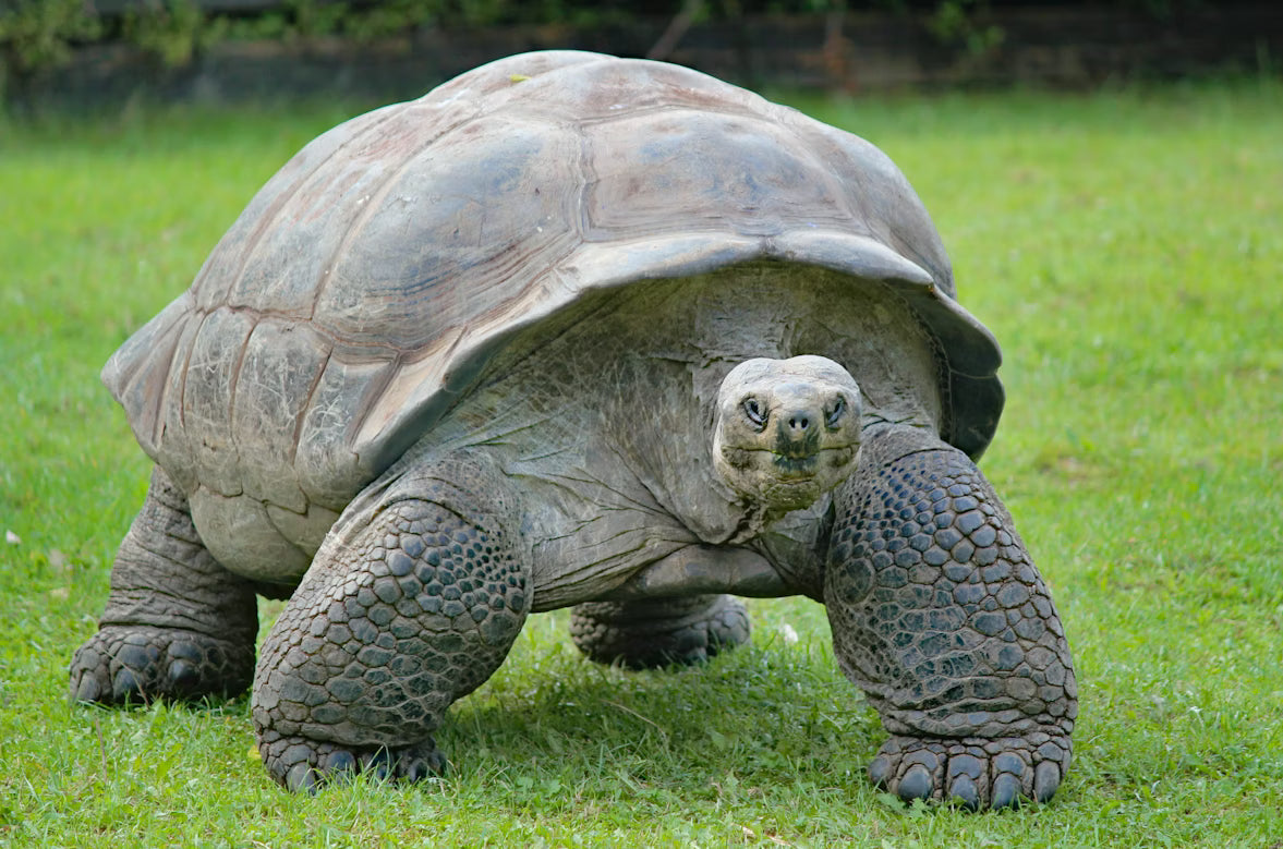 Keep Your Reptiles Safe with Quality Heat Lamps