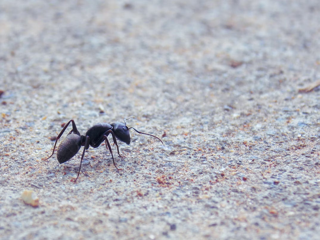 Guide to Perfectly Arranging Your Ant Cube Habitat