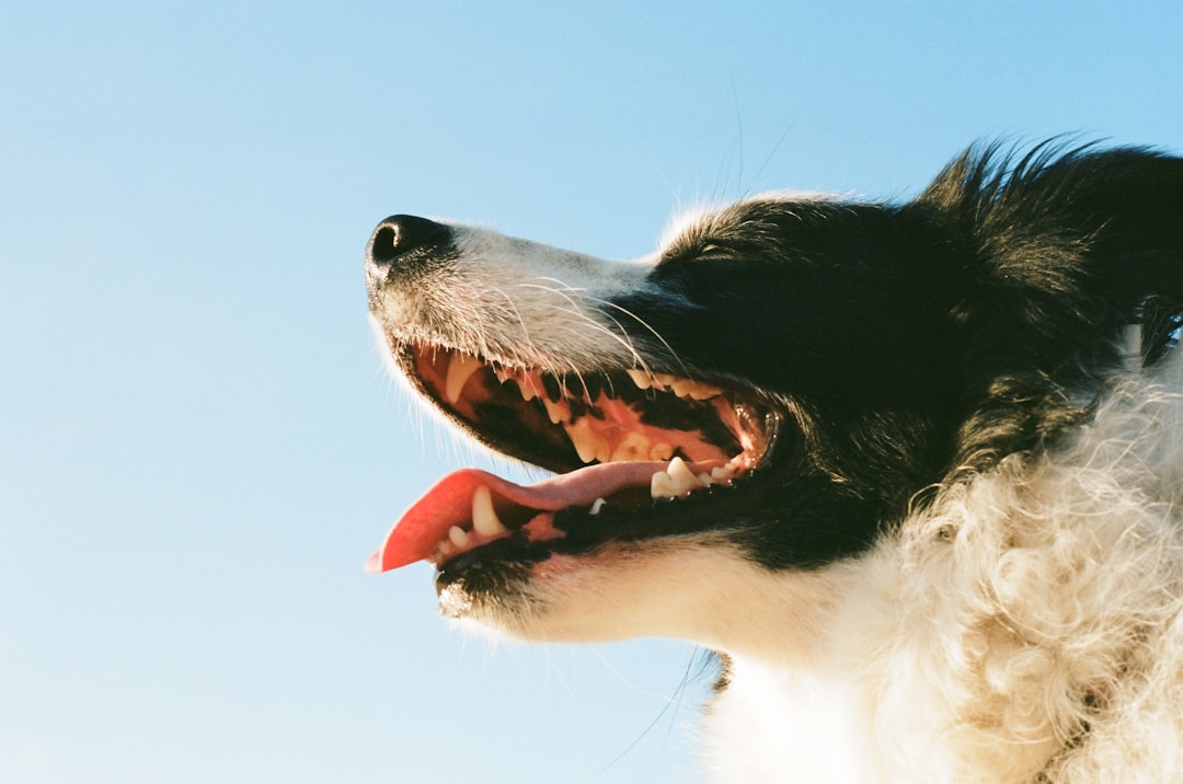 ProDen PlaqueOff: Revolutionize Pet Oral Health
