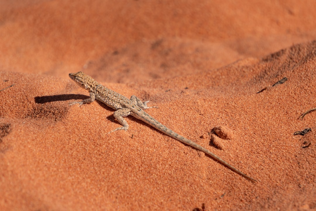 Choosing the Right Sand for Bearded Dragons